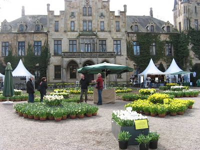 Narzissenfest Ippenburg